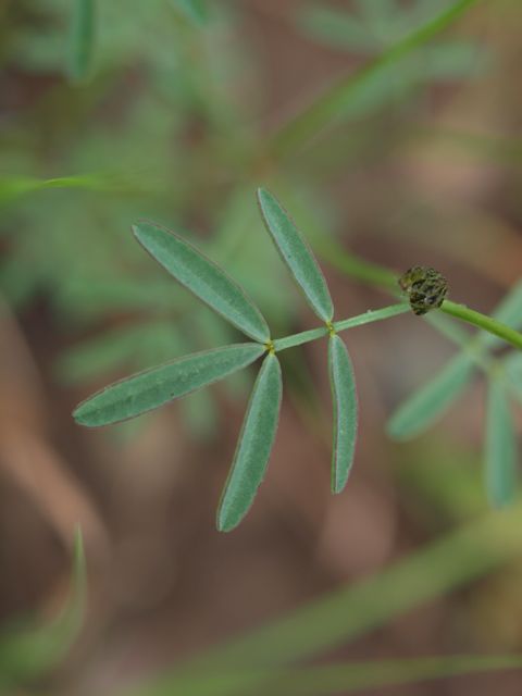 Plant image