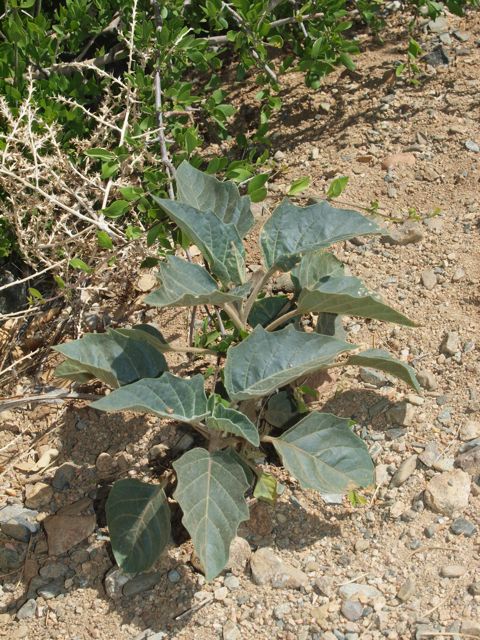 Plant image