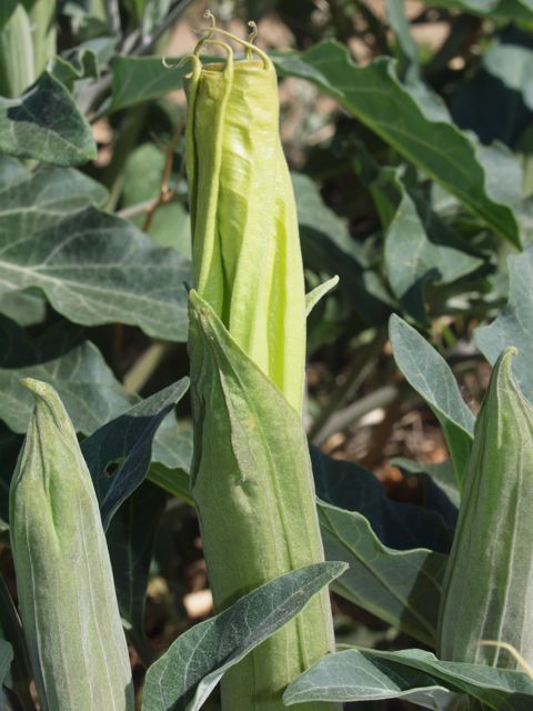 Plant image