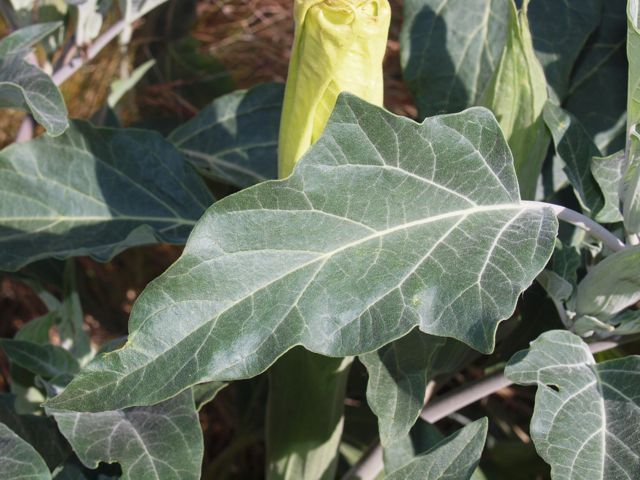 Plant 