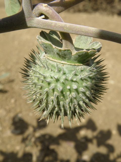 Plant image
