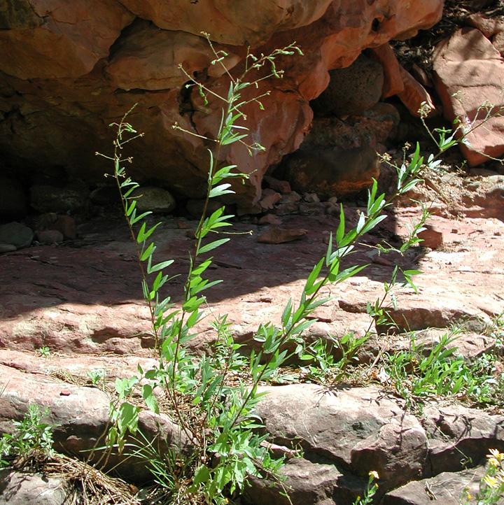Plant image