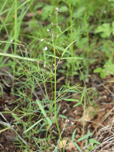 Plant image