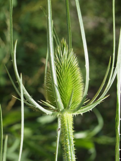 Plant image