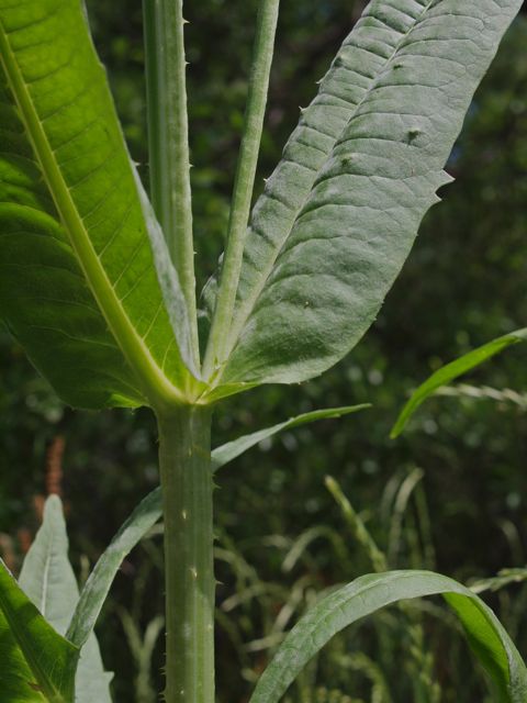 Plant image