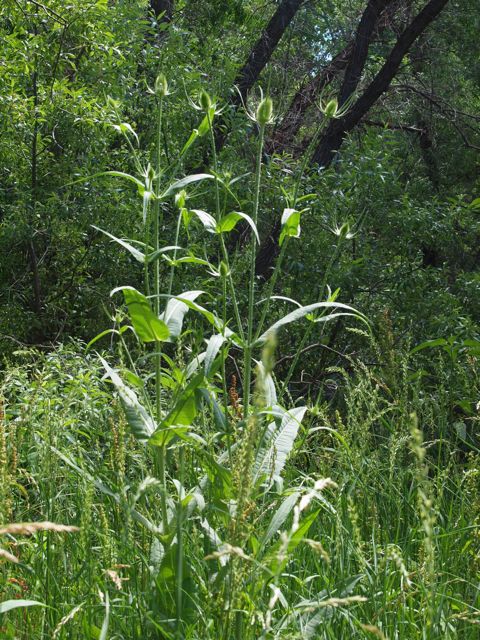 Plant image