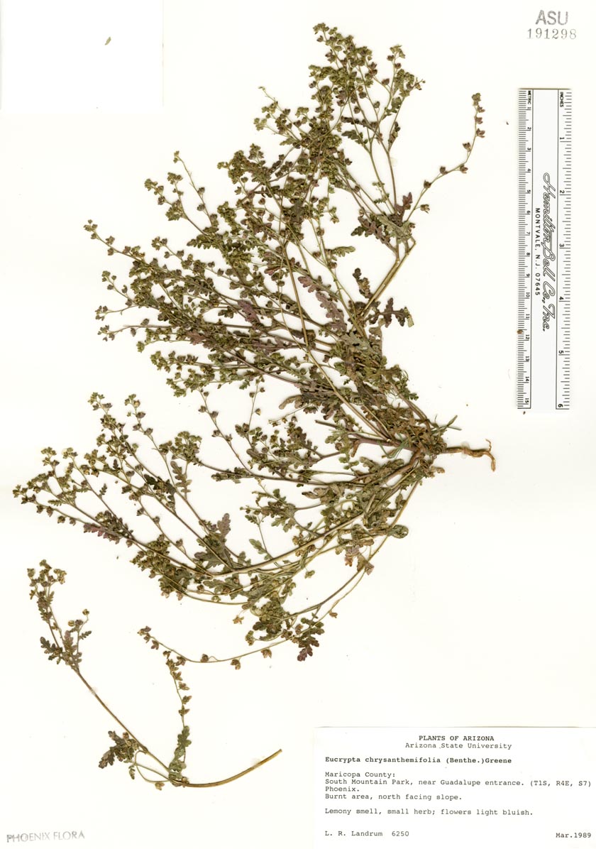 Plant image