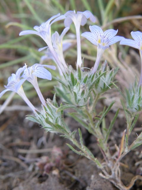 Plant image