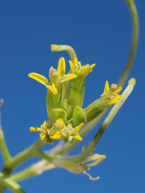 Plant image