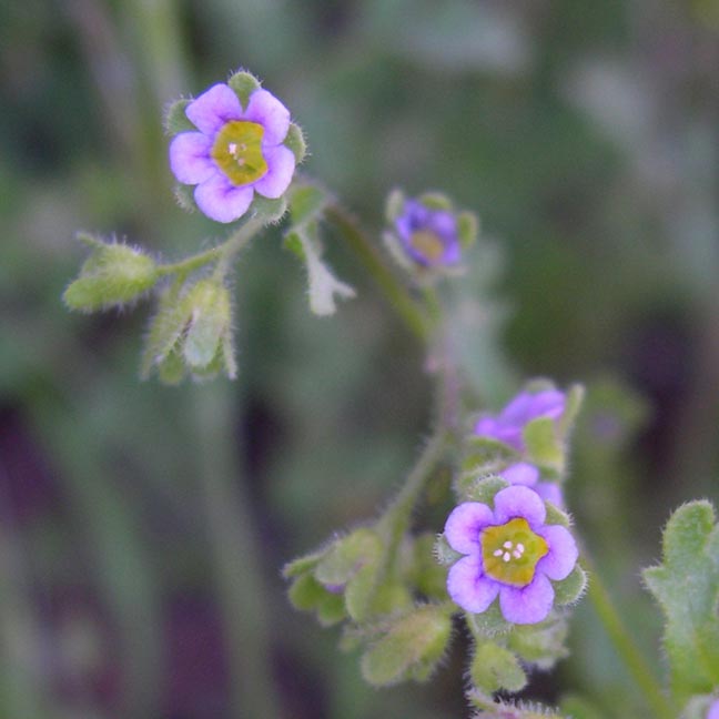 Plant image