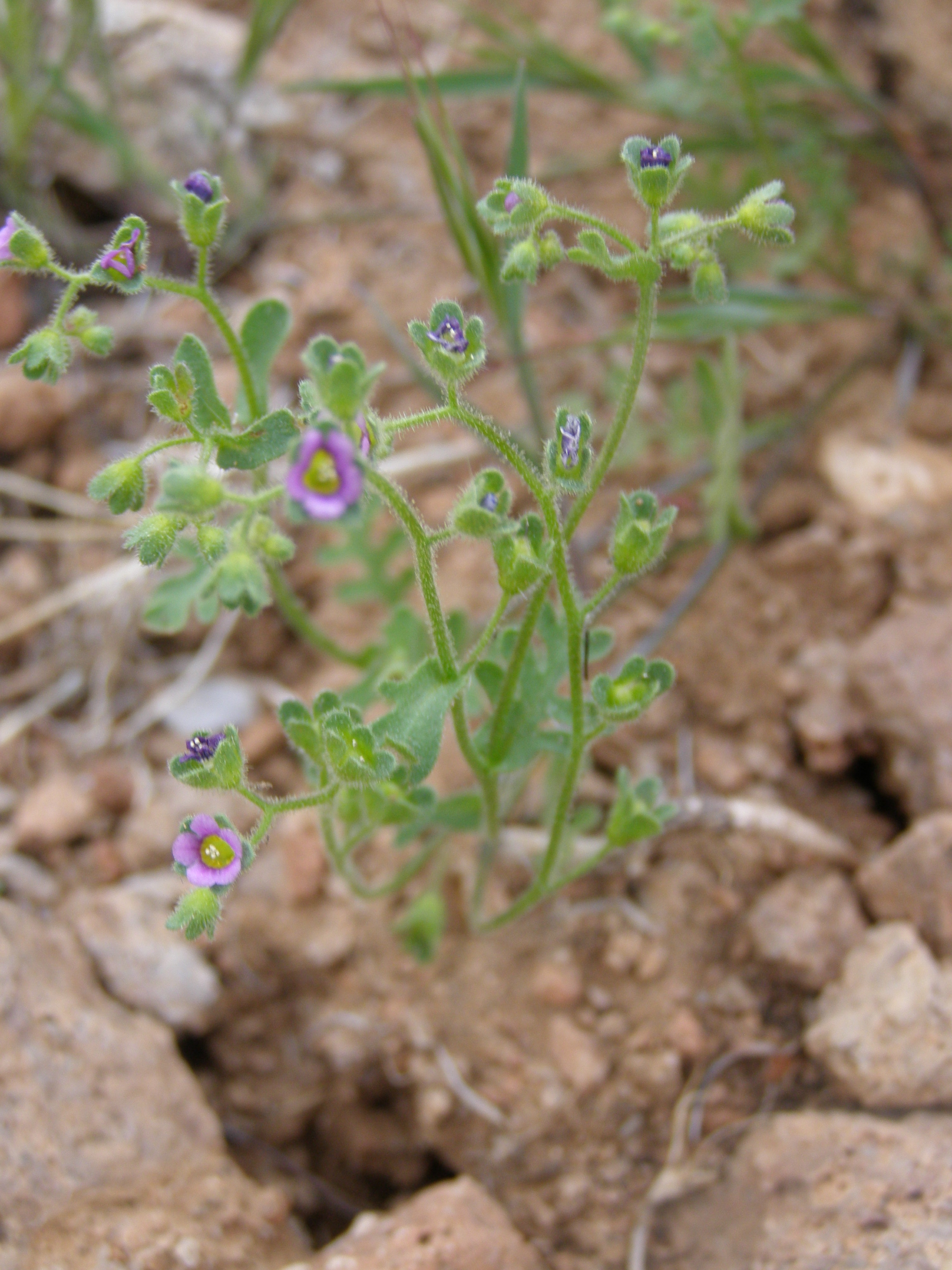Plant image