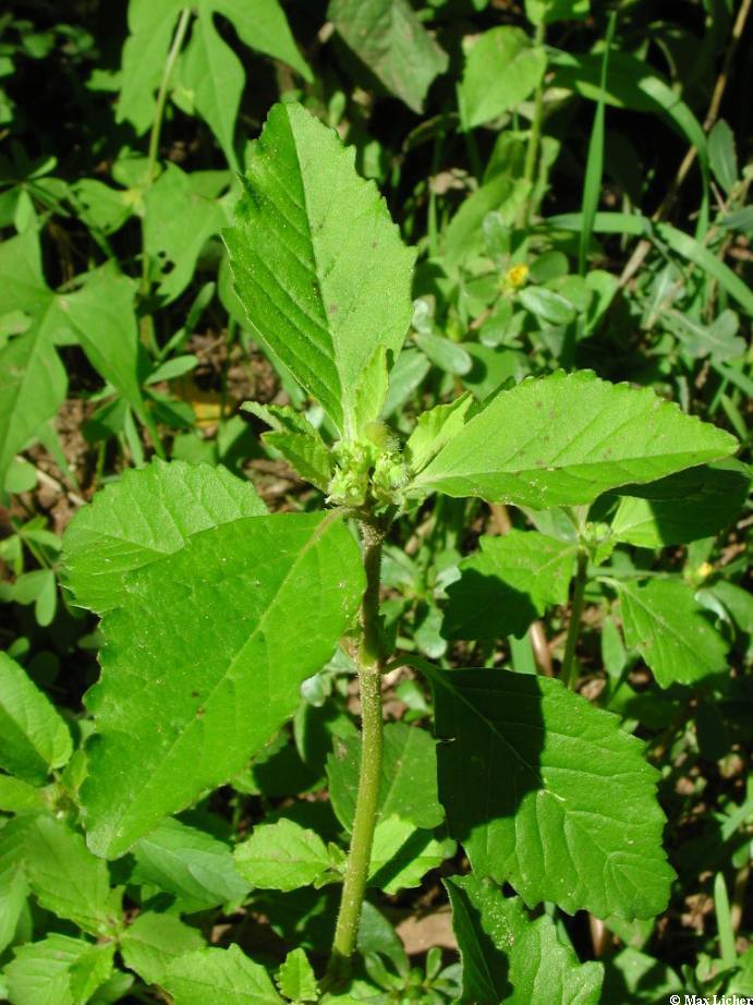Plant image