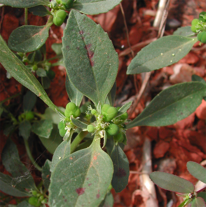 Plant image