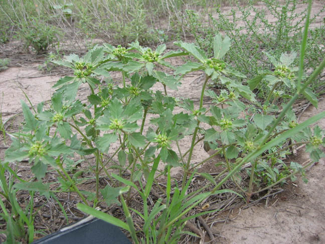 Plant 
