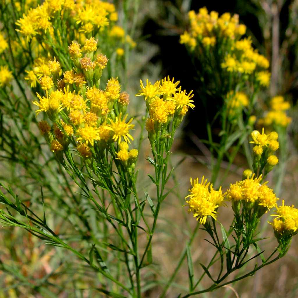 Plant image