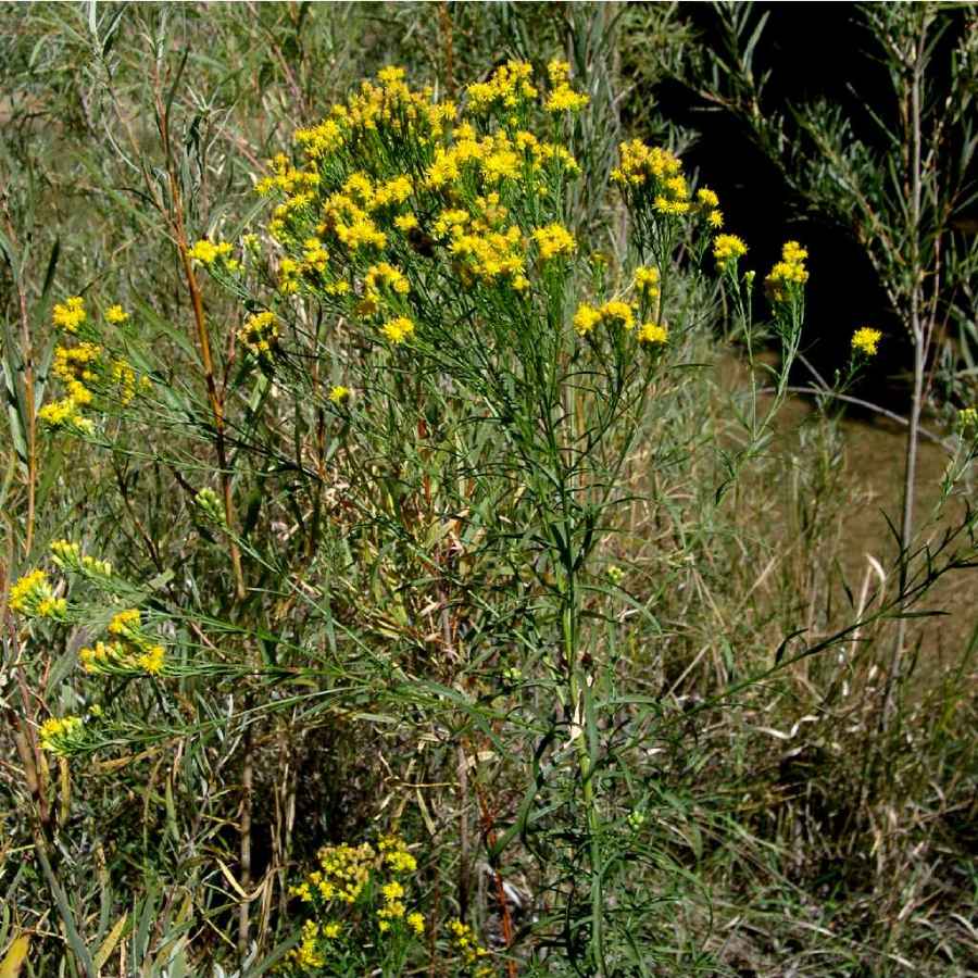 Plant image