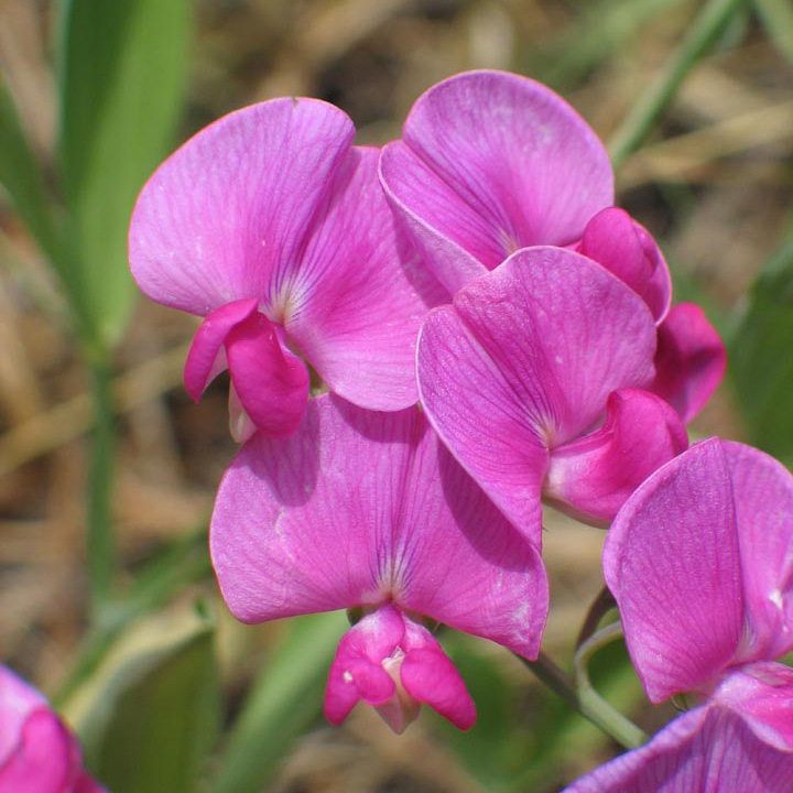 Plant image