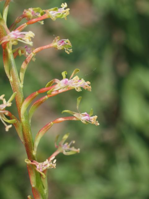 Plant image