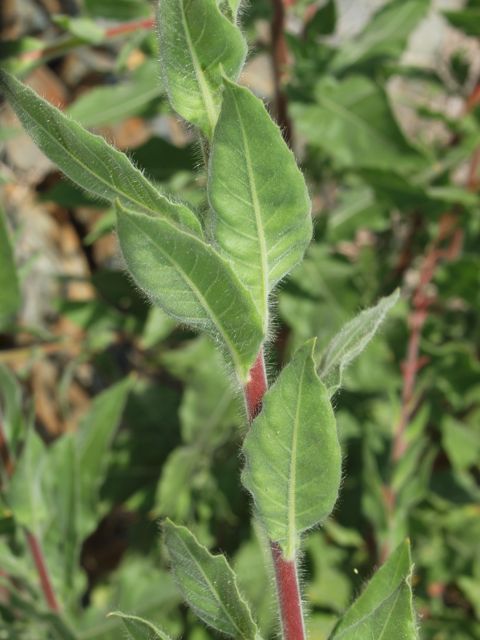 Plant image