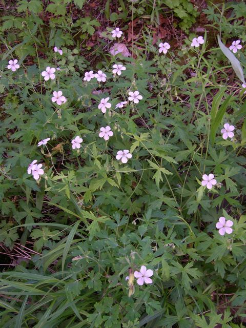 Plant image