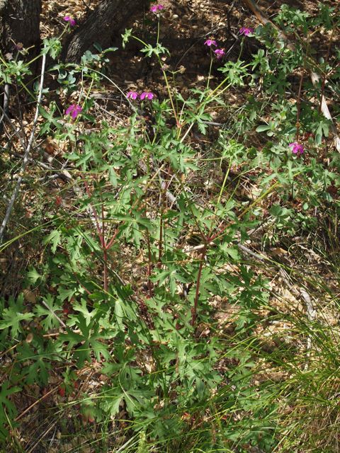 Plant image