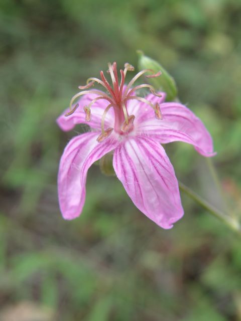 Plant image