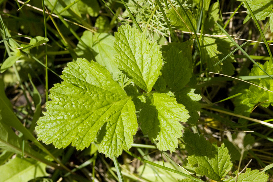 Plant 