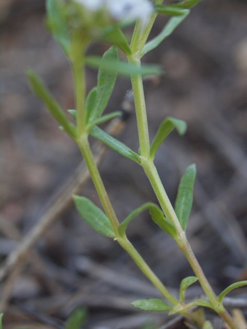 Plant image