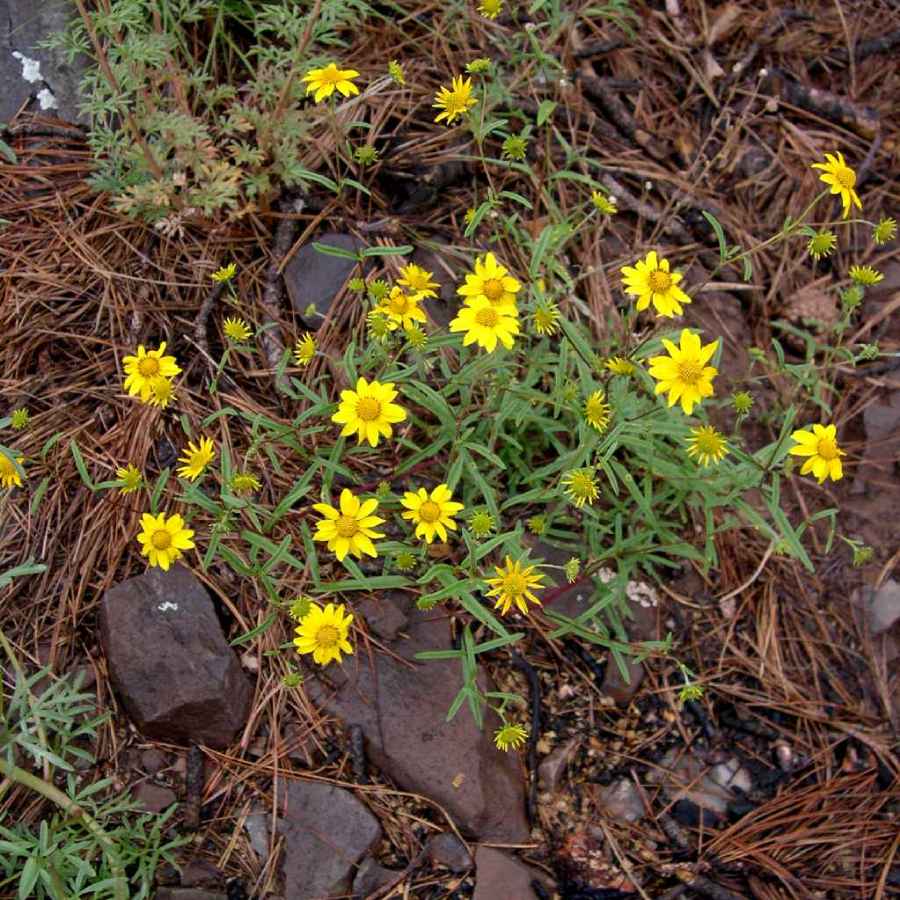 Plant image