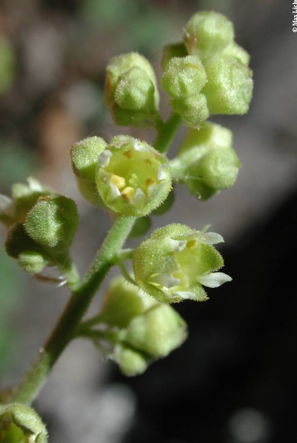 Plant image