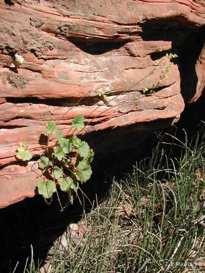Plant image