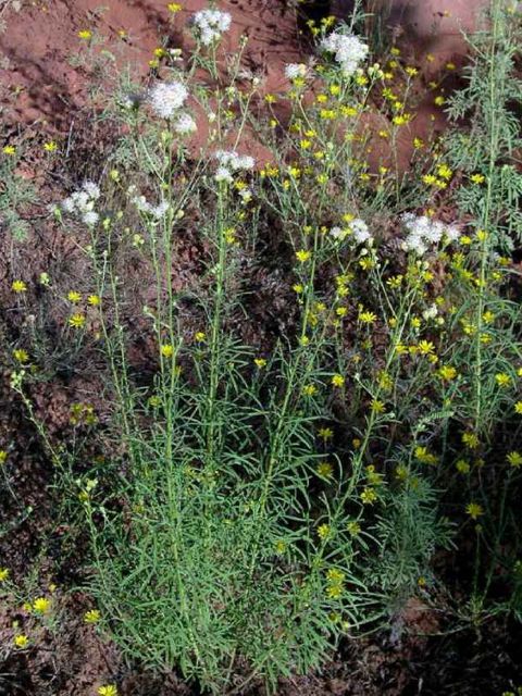 Plant image