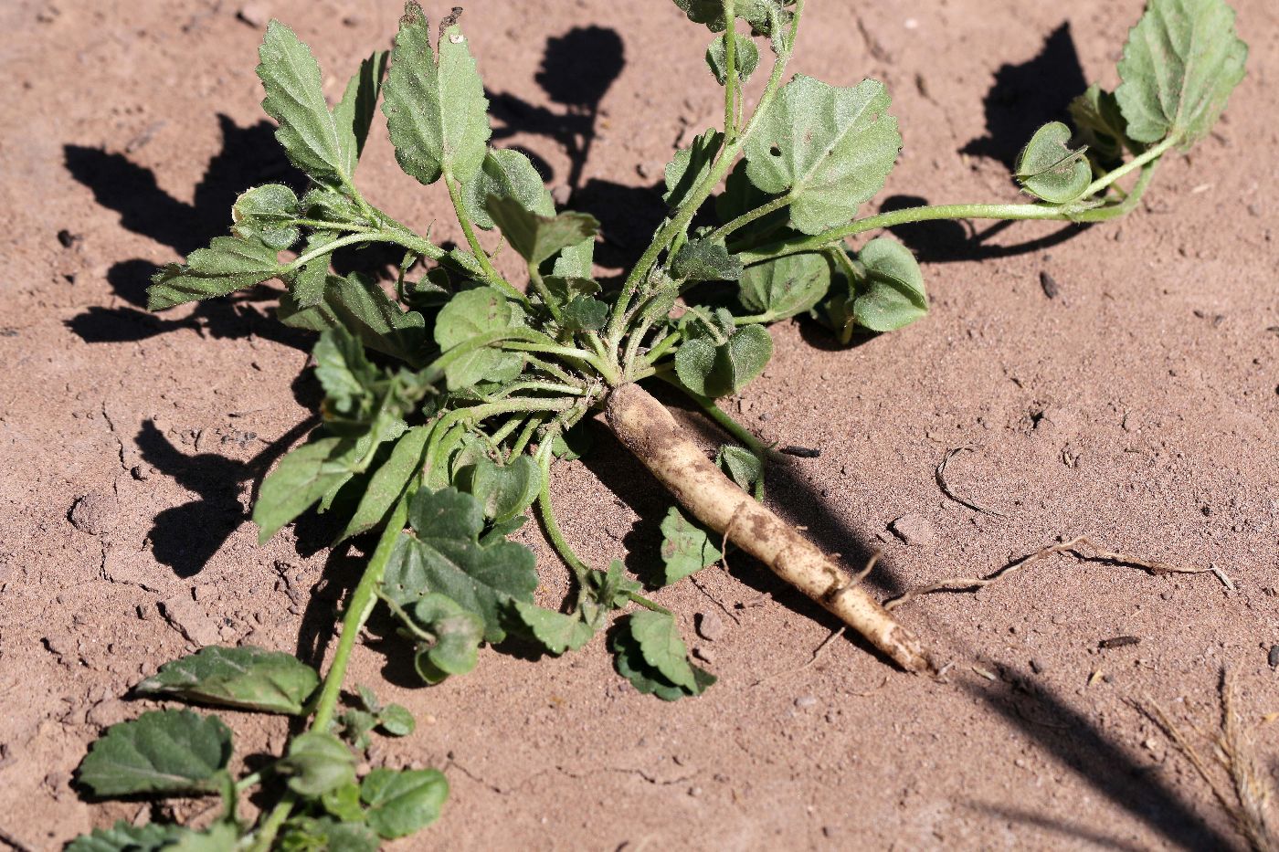 Plant 