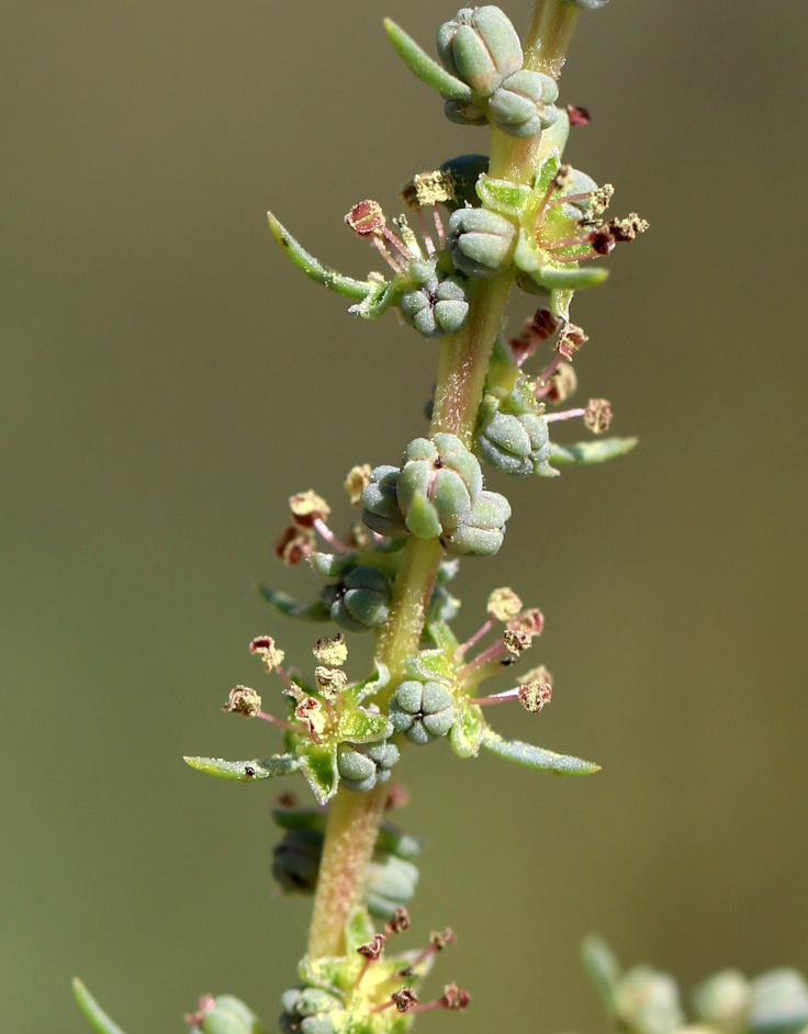 Plant image