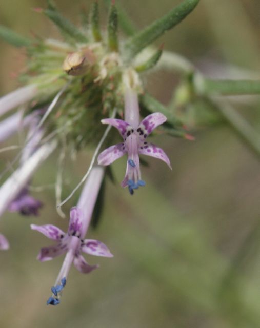Plant image