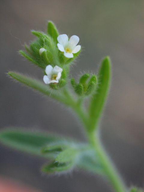 Plant image