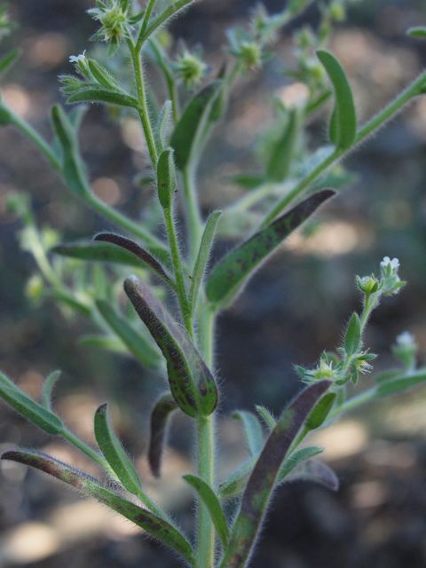 Plant image