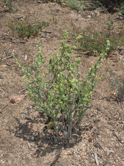 Plant image