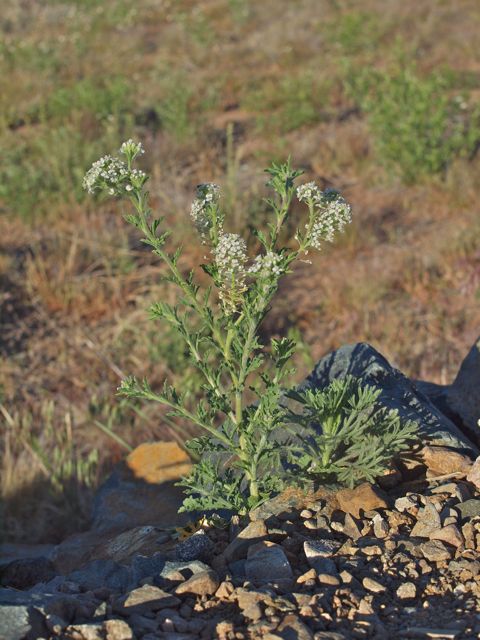 Plant image