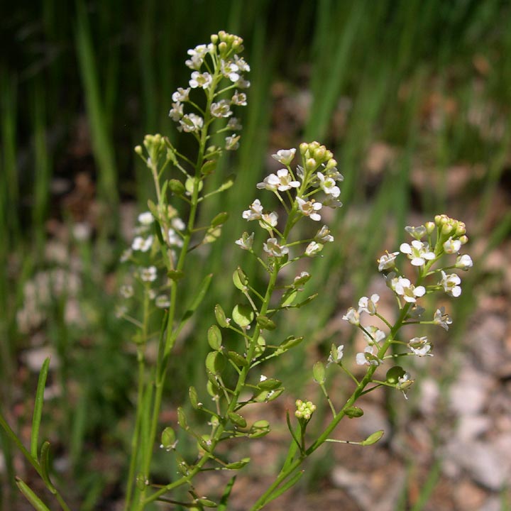 Plant image