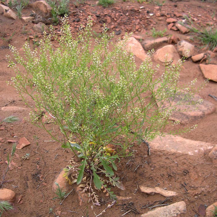 Plant image
