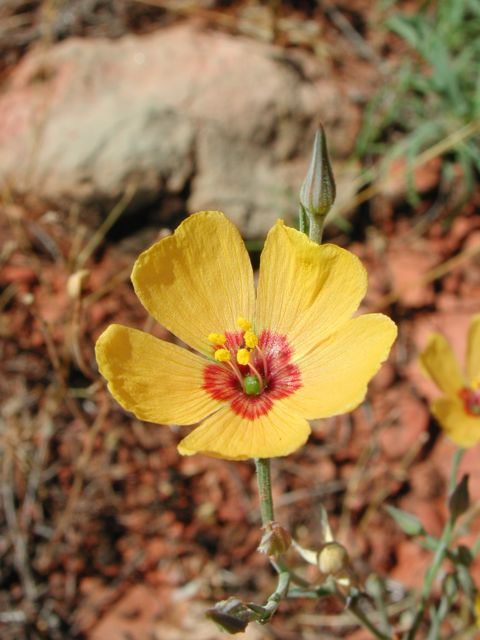 Plant image
