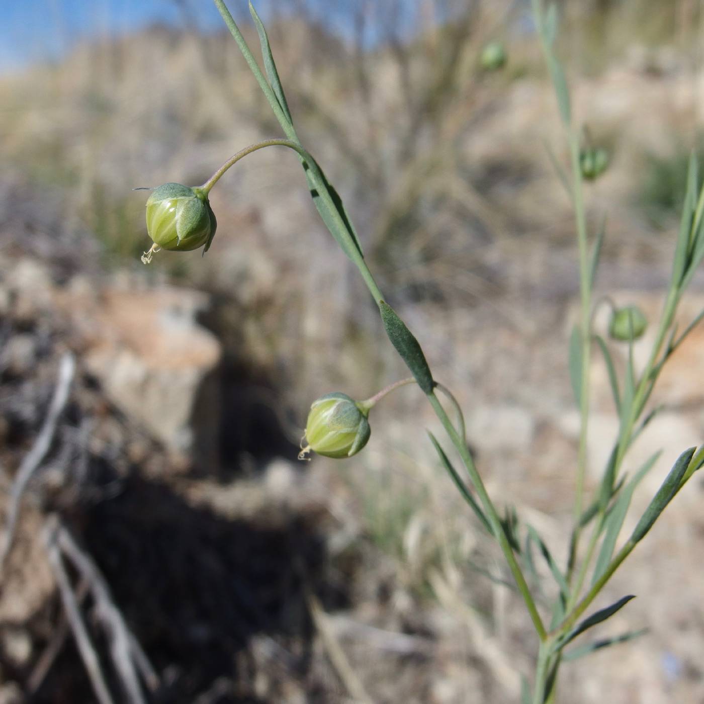 Plant image