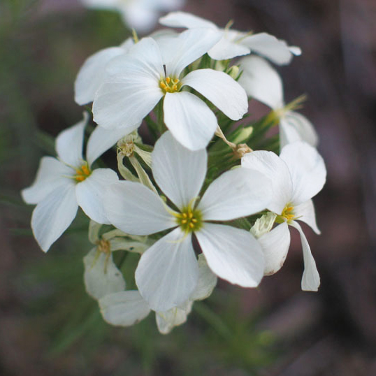 Plant image