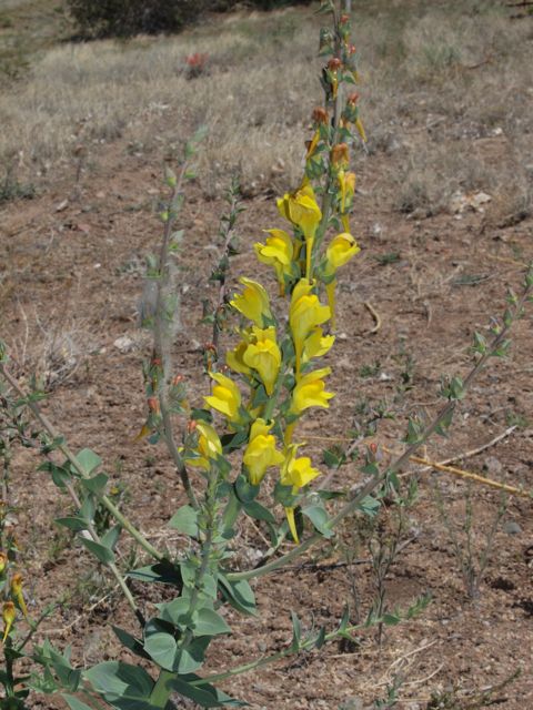 Plant image