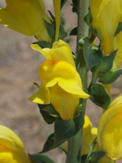 Plant image