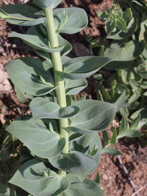Plant image