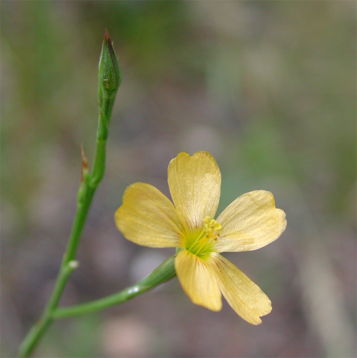 Plant image