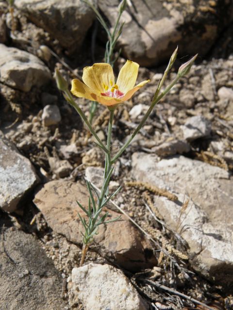Plant image