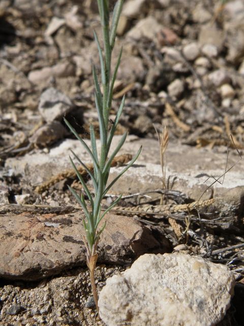 Plant image